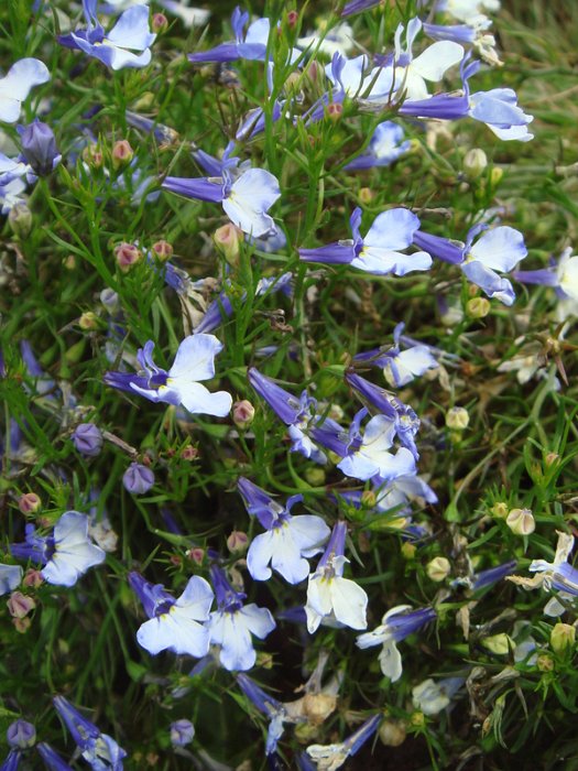 Lobelia erinus 'Riviera Blue Splash'